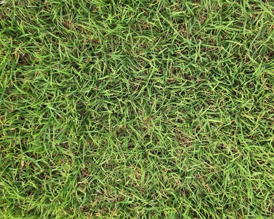 Grama Bermuda
