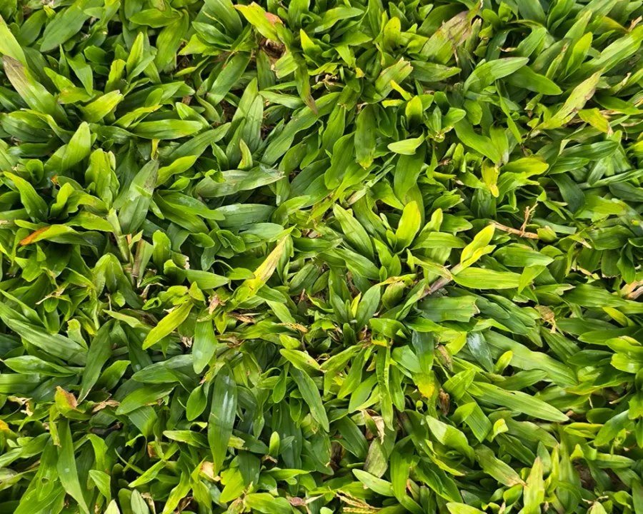 Grama São Carlos